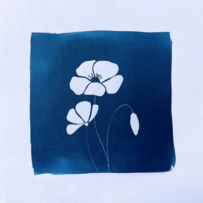 cyanotype coquelicot