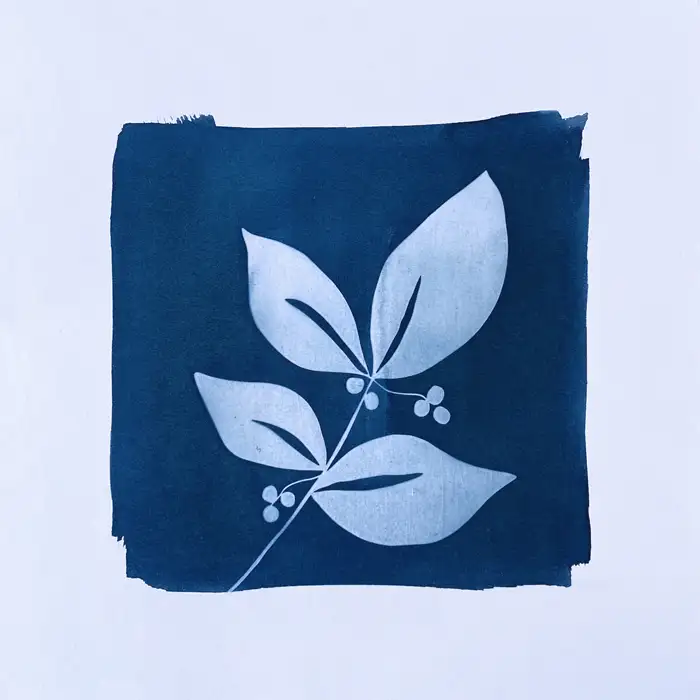 cyanotype feuille