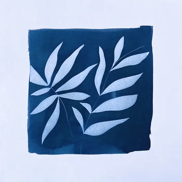 cyanotype feuille