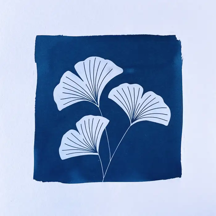 cyanotype gingko