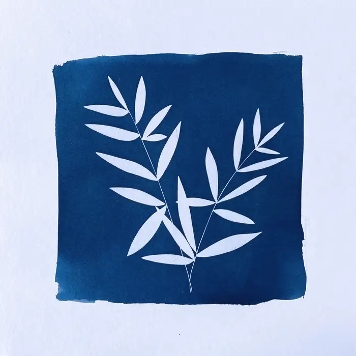 cyanotype bambou