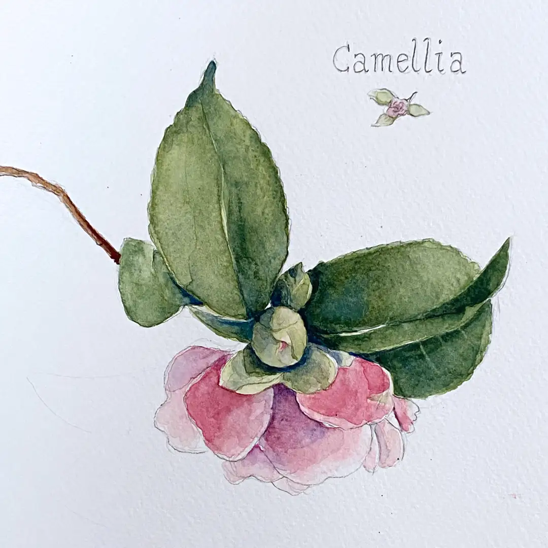 aquarelle camélia